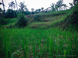 Natural Scenery Cut Grass In The Field At Banjar Kuwum, Ringdikit Village, North Bali, Indonesia