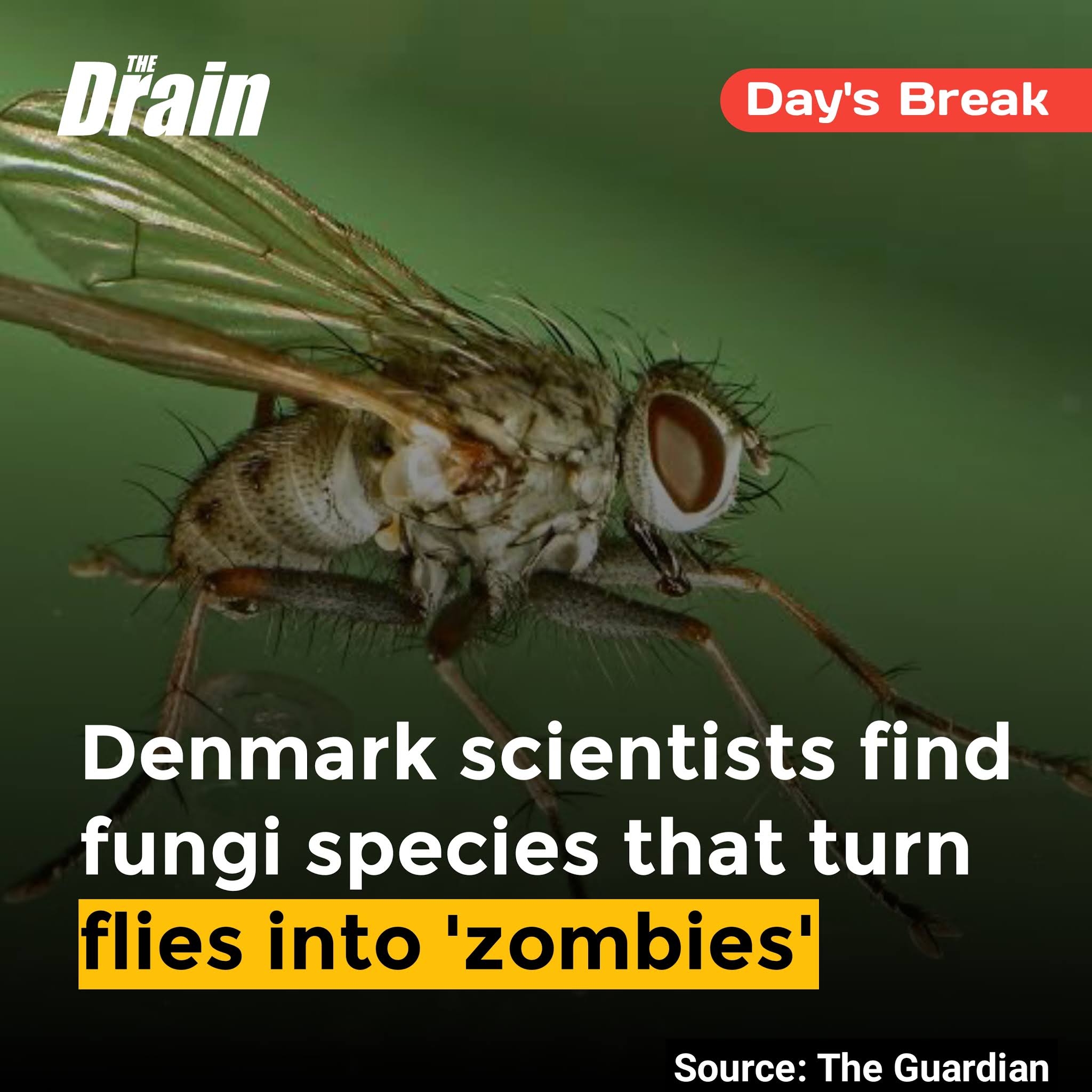 Denmark scientists find fungi species that turn flies into 'zombies'
