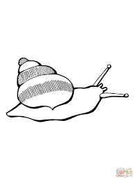 Snail coloring page 10