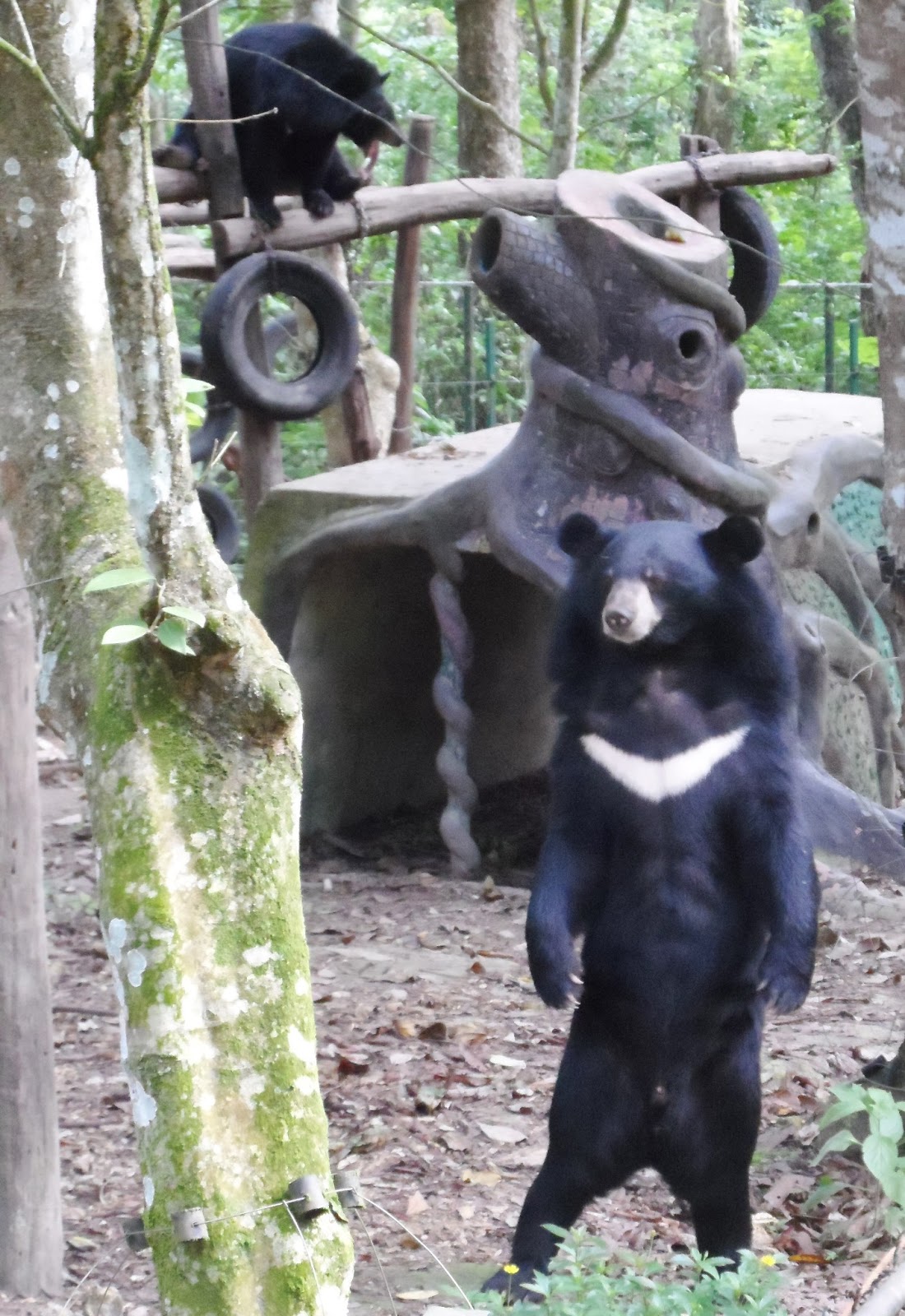 In Her Rambles: Kuang Si Waterfall and Bear Rescue Center - Luang ...