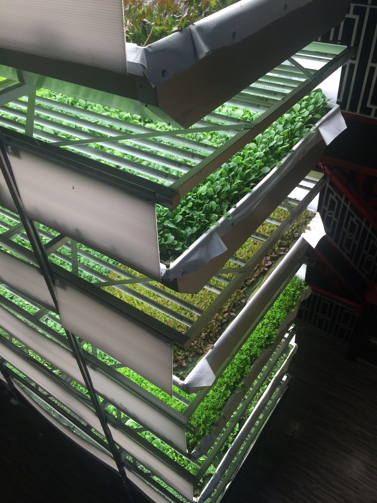 The Monkey Buddha Future of Food World's Largest Vertical Farm in NJ