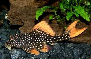 best pleco for algae