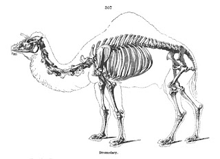 Tek hörgüçlü deve iskeleti