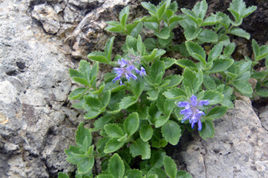 Paederota bonarota (Veronica bonarota)