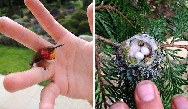 10 cách bạn có thể tạo một khu vườn mời gọi chim chóc tới làm tổ