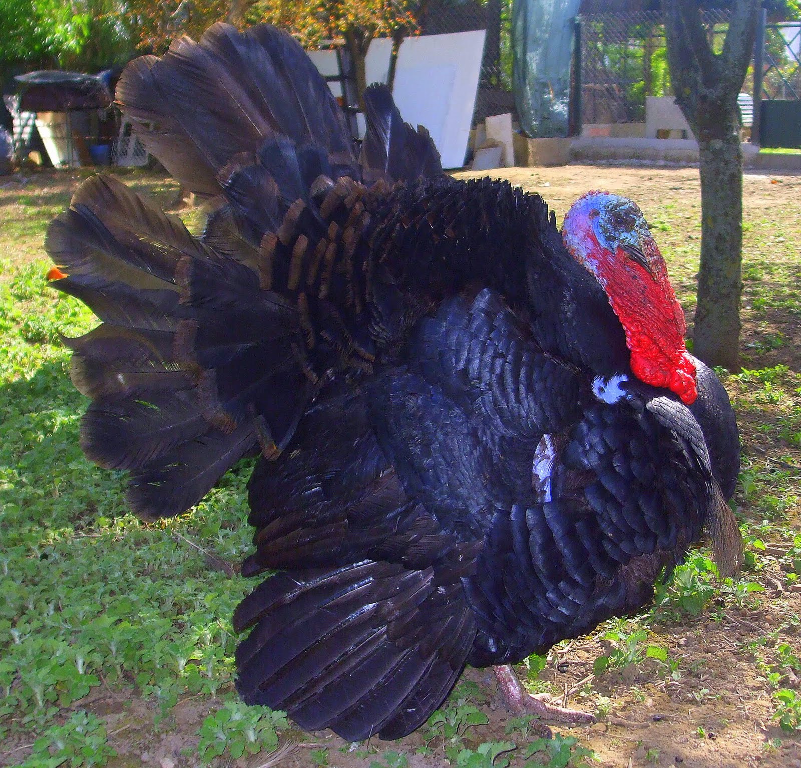 LemmonShot Meleagris gallopavo