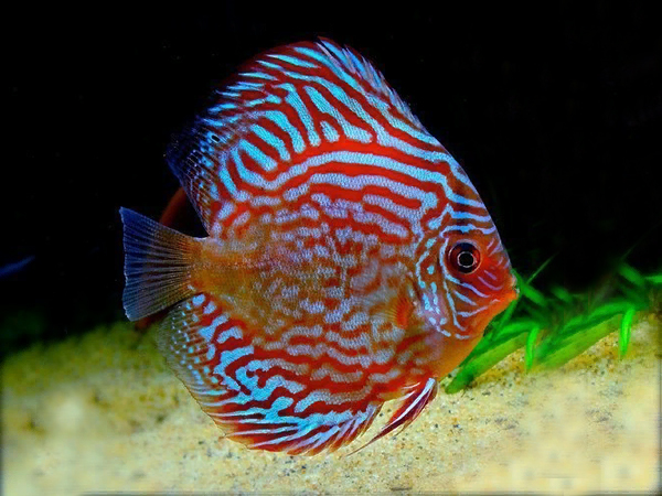 Harga Ikan Discus Terbaru 2022 - Ikanesia