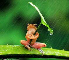 Coqui Under an Umbrella