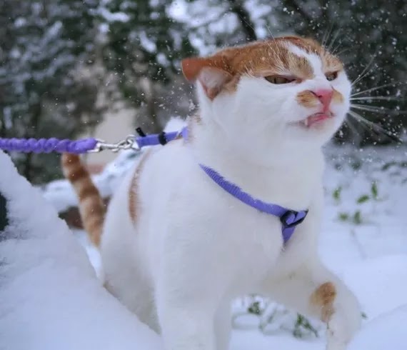 Algunos gatitos en la nieve reaccionan con mucho enojo a la experiencia.