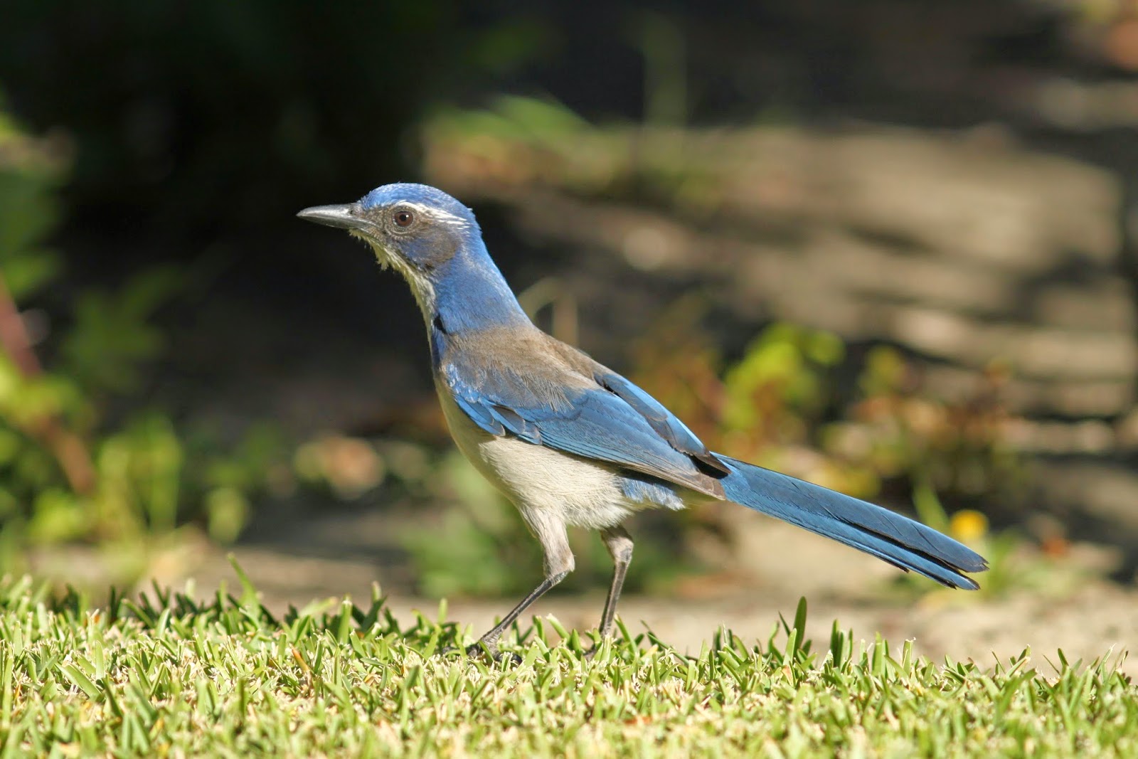 The Backyard Birder Western scrub jays are known for brains and beauty
