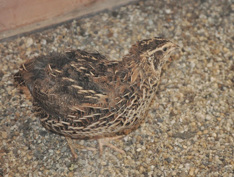 ZOOTOGRAFIANDO (6.100 ANIMALS): CODORNIZ COMÚN / COMMON QUAIL (Coturnix ...