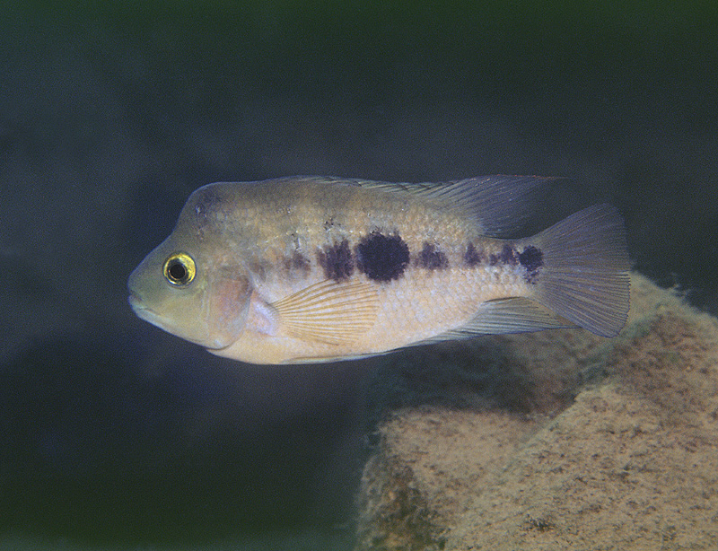 Amphilophus Zaliosus