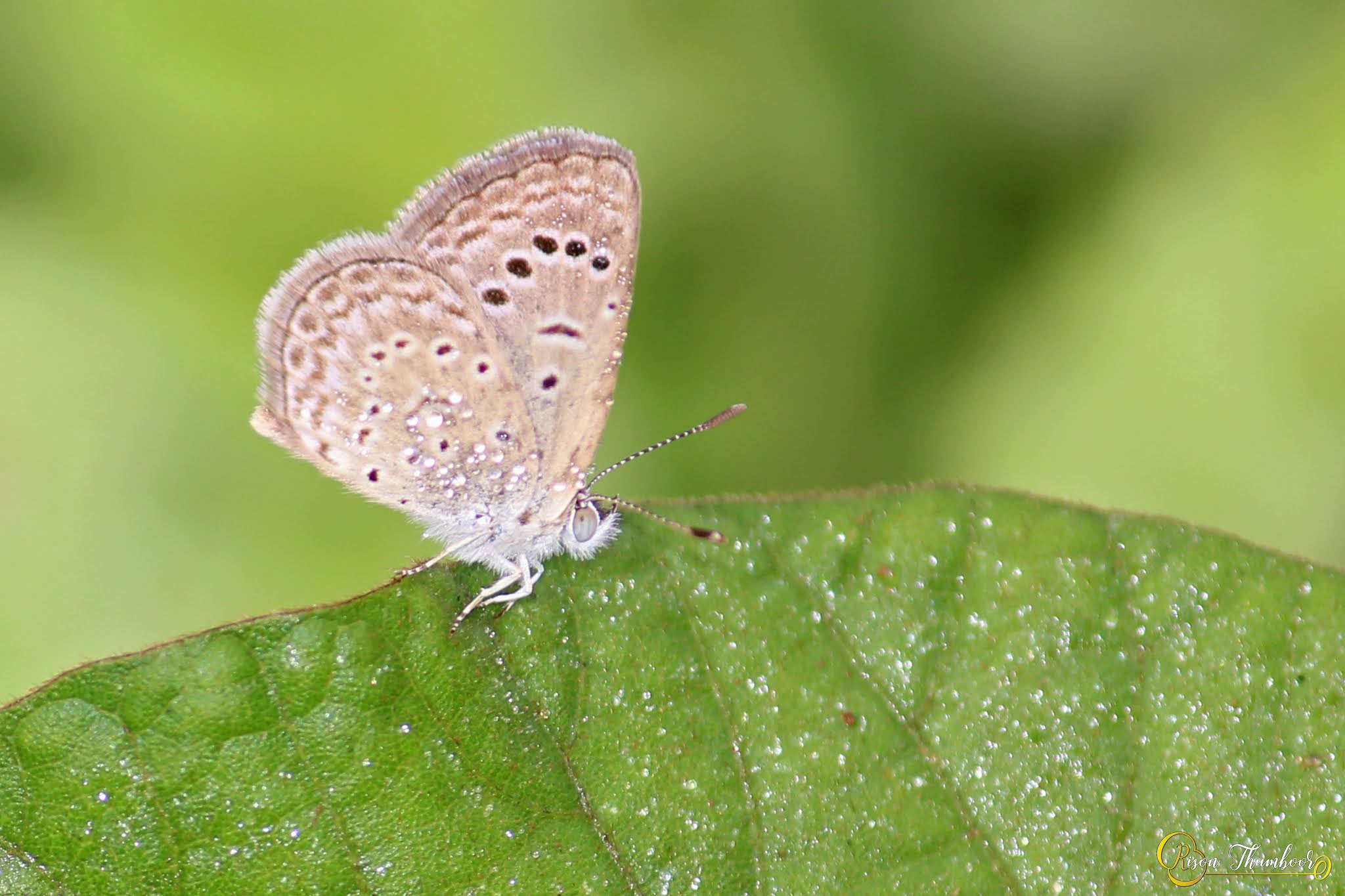 Butterflies Of Kerala Pale Grass Blue (Pseudozizeeria maha) പുൽനീലി