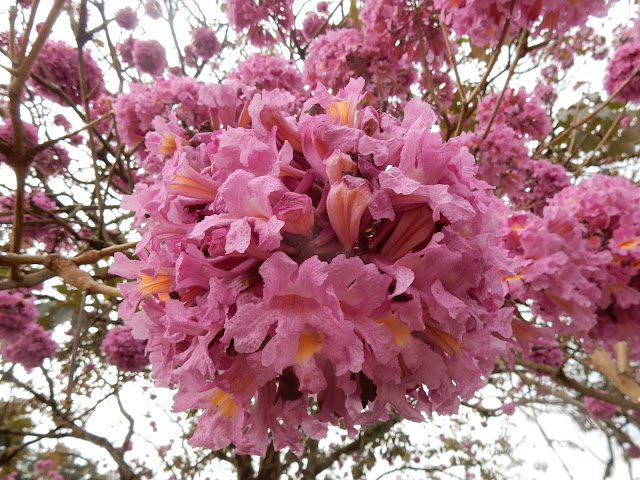 Meu Cantinho Verde: IPÊ- ROXO-DE-BOLA - Tabebuia avellanedae