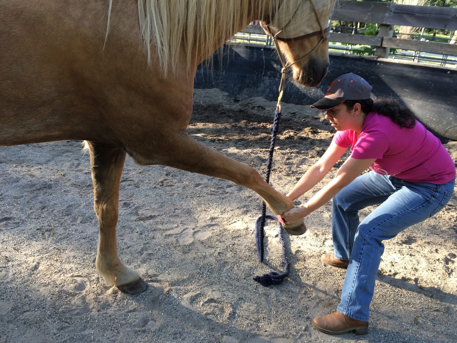 The Centauride Yoga for Horses The Front Leg Stretch