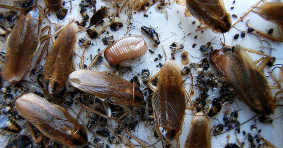 German Cockroach Identify, Life Cycle, Infestation and How to Get Rid