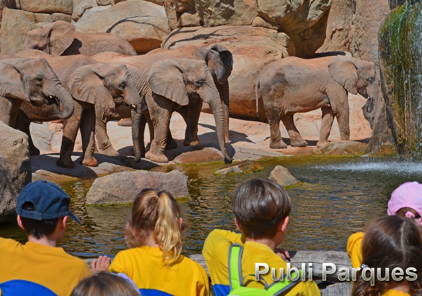 Grupo escolar cara a cara con los elefantes en BIOPARC Valencia