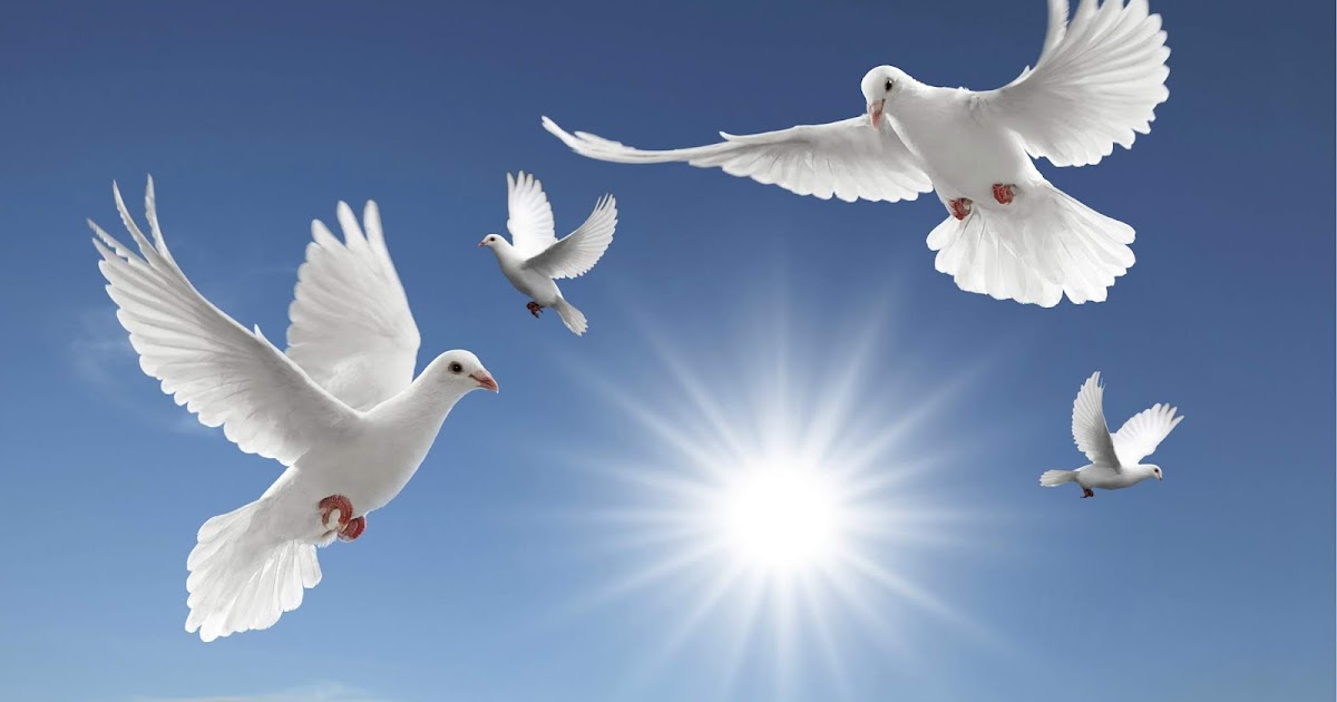 KWStoryTime Inspirational,Motivational Stories Flock of Dove and the