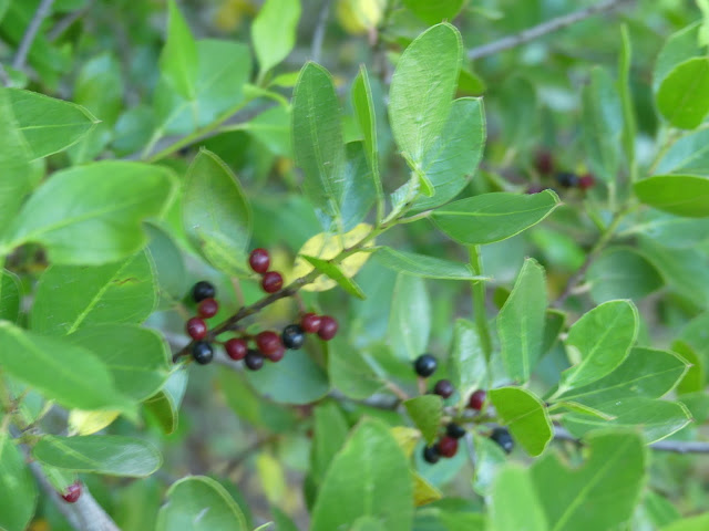 Zarzaparrilla (Smilax aspera)