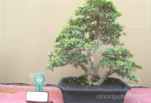 Ciri Ciri Pohon Bonsai