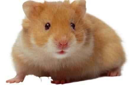 gambar hamster lucu - Apick_Aw0x'z