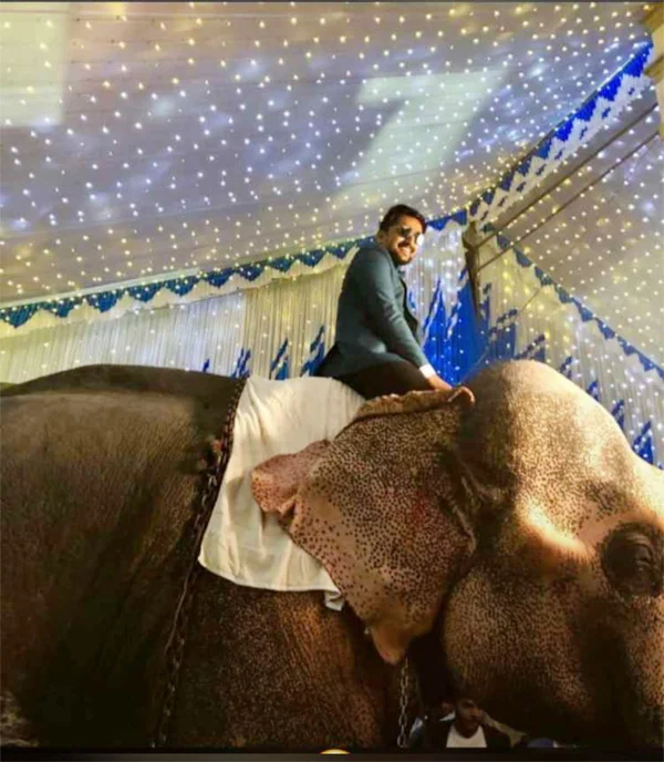 Case against groom who used elephant in marriage function, News, Local-News, Humor, Case, Marriage, Video, Lifestyle & Fashion, Kerala