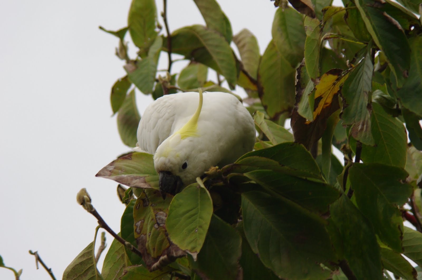cockatoo philadelphia cockatoo philadelphia