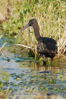 Capó reial (Plegadis falcinellus)