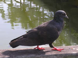 pigeons doves singapore birds