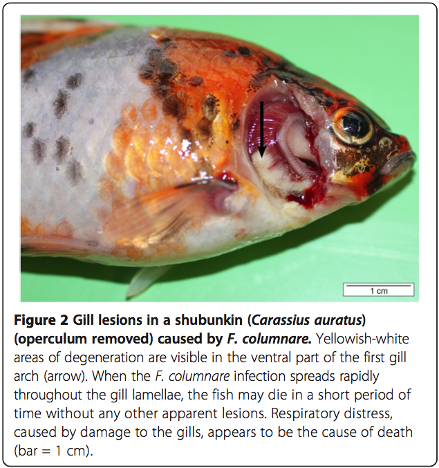 Goldfish Garage A Two Car Fishroom Columnaris disease in fish a