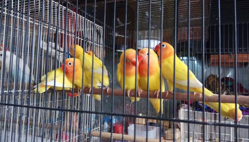 KEDAI BLOG KITA Hukum Jual Beli Burung Peliharaan