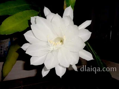 Wijaya Kusuma (Epiphyllum oxypetalum)