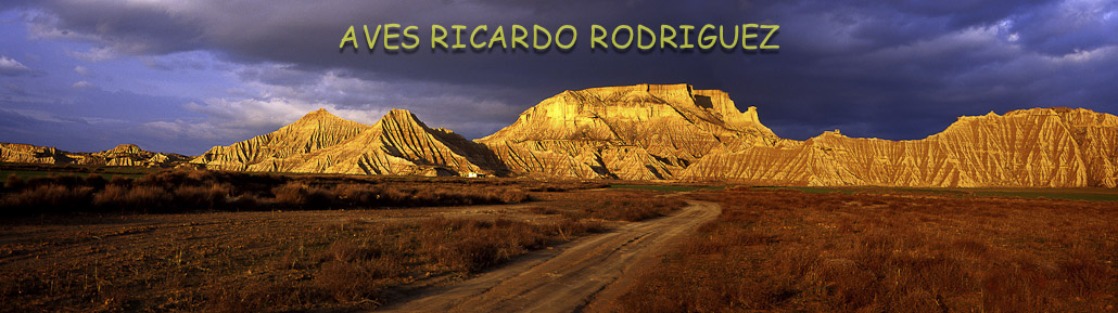 Aves Ricardo Rodriguez