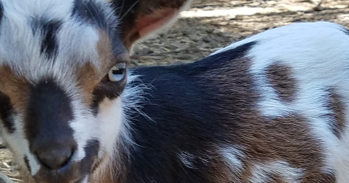 WestCreek Farm: Kidding Schedule 2023 WestCreek Farm: Kidding Schedule 2023