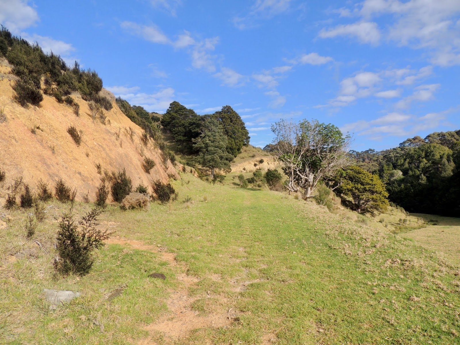 THE ROAD TAKEN Tane Moana, Largest Kauri on NZ's East Coast