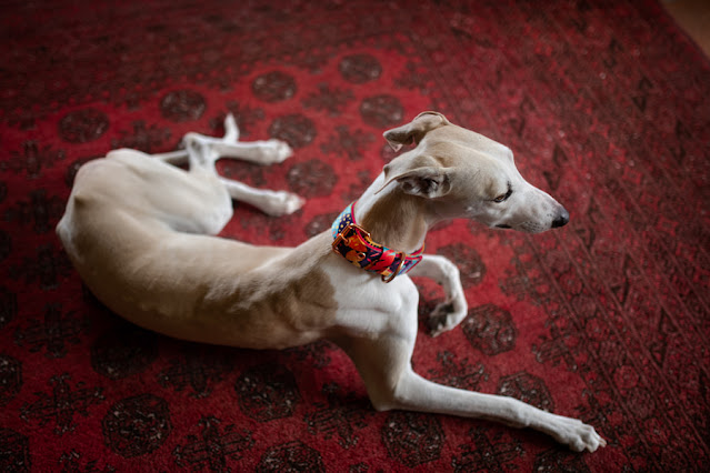 How To Photograph Your Dog