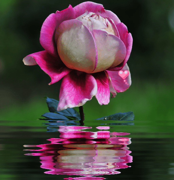 FLORES Belas e ENCANTADORAS Rosas