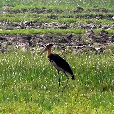 Anggunnya Burung Bangauabout Ganespa