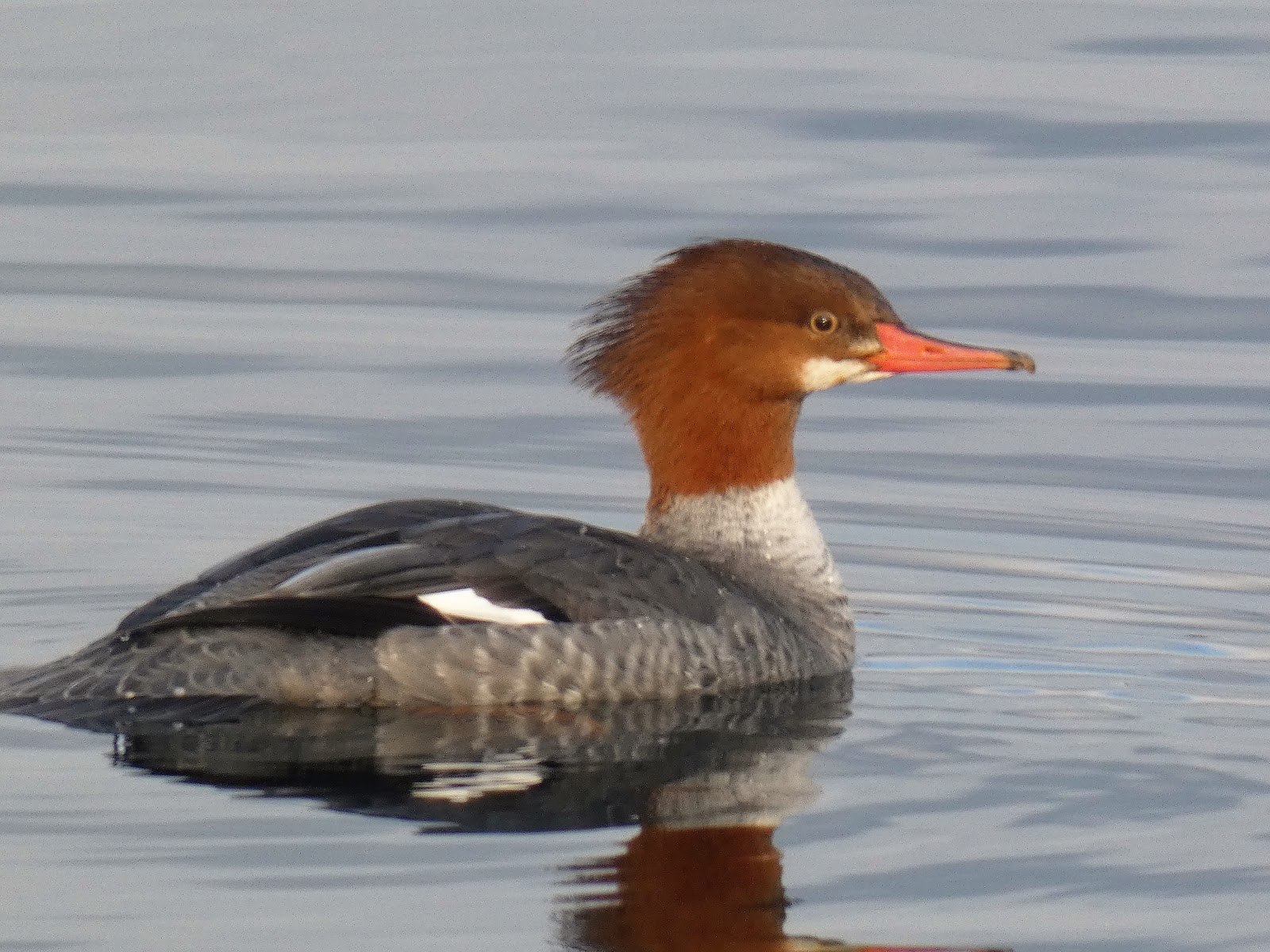 Geotripper's California Birds A Spectacular Duck Hooded Mergansers at