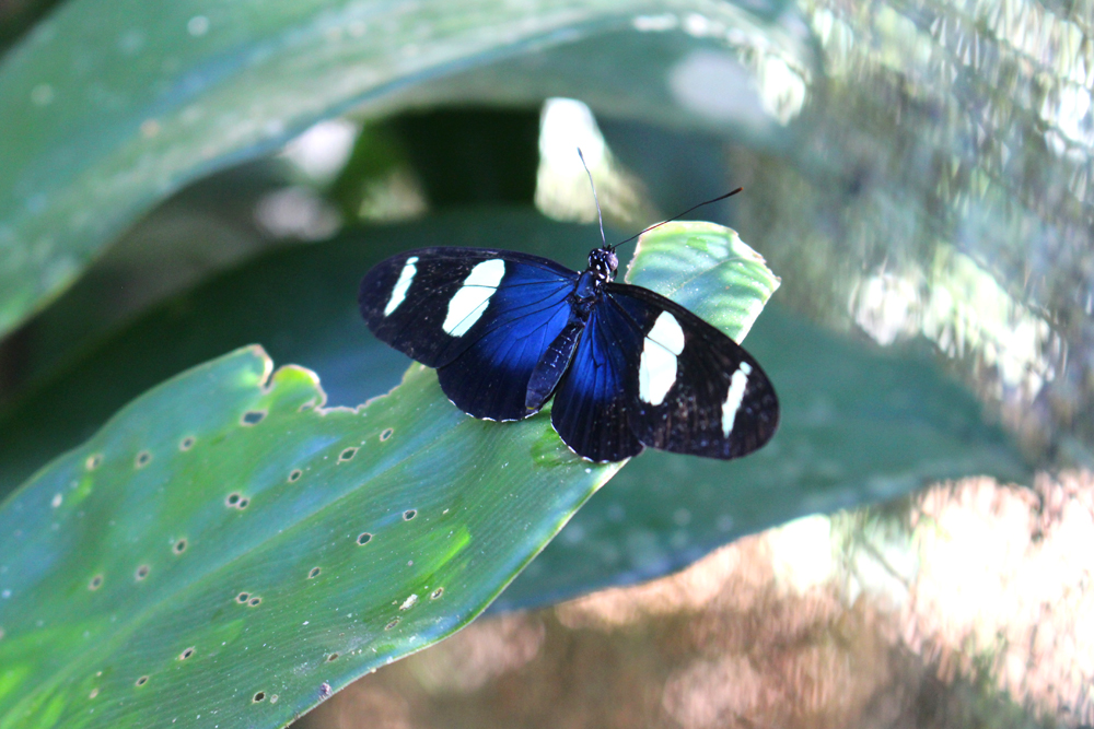 Blue butterfly in the Amazon, Peru - travel & lifestyle blog