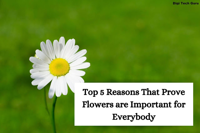 Top 5 Reasons That Prove Flowers are Important for Everybody