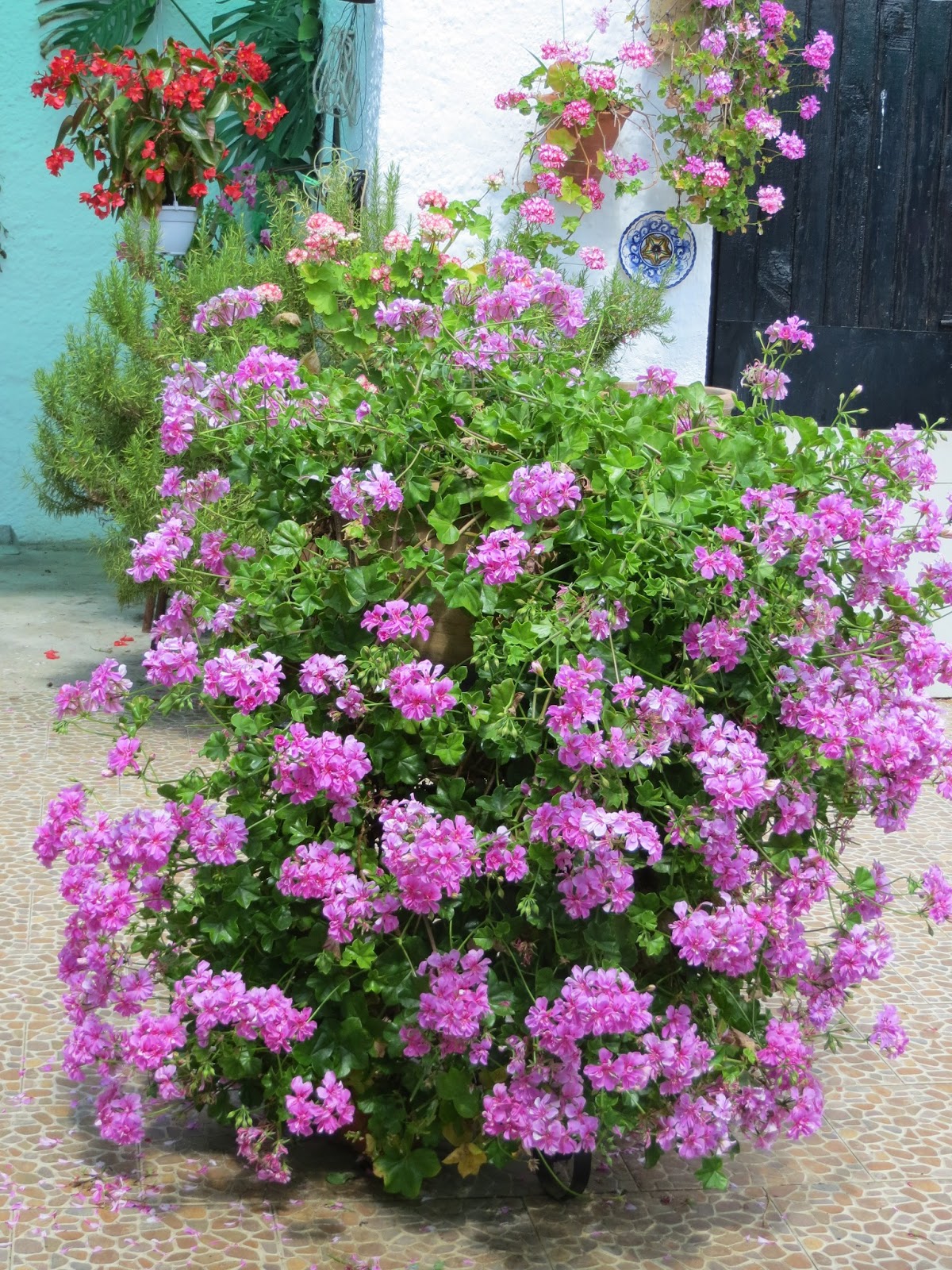 CPR.BEMBEZAR: LOS PATIOS DE CÉSPEDES