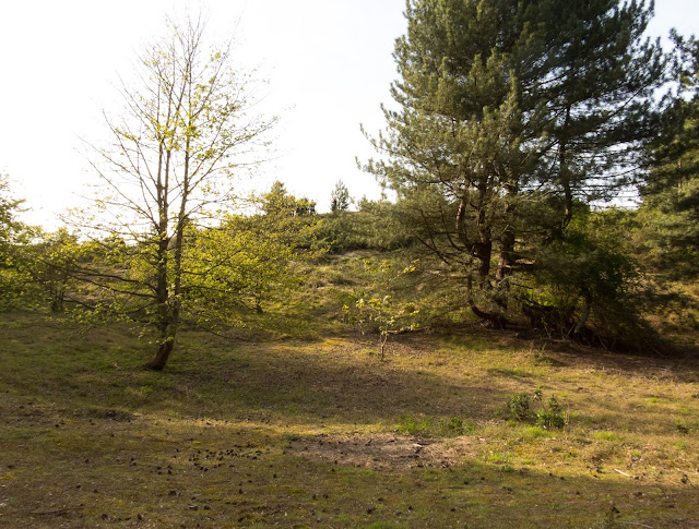 Holkham Pines, Norfolk