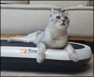 - Cat Sliding Glass Door Gif - Cat Sliding Glass Door Gif