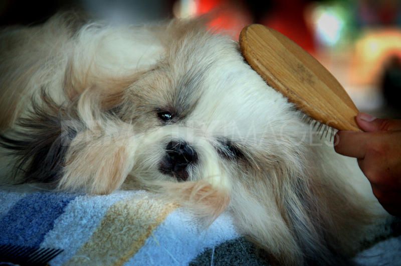 Cute Dogs Long Haired Chihuahua Dogs