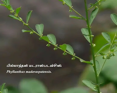 Phyllanthus maderaspatensis fruits.
