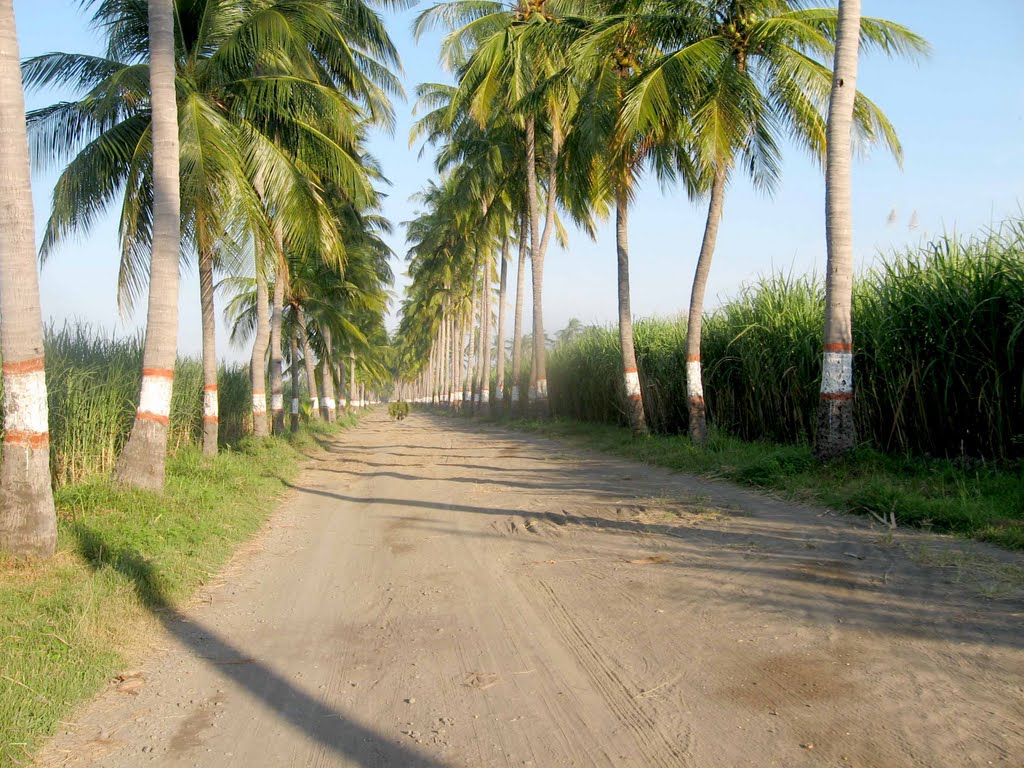 KEINDAHAN PESONA WISATA PANTAI BANONGAN SITUBONDO jemberkategori