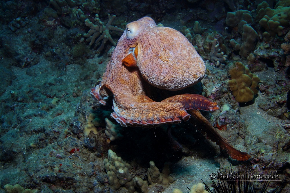 Capturing the Moment: Octopus, Frogfish, Turtles and more at Five ...
