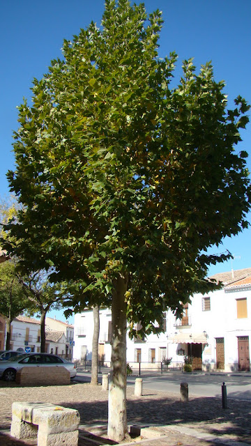 Plátano de sombra (Platanus × hispanica Mill. ex Münchh.).