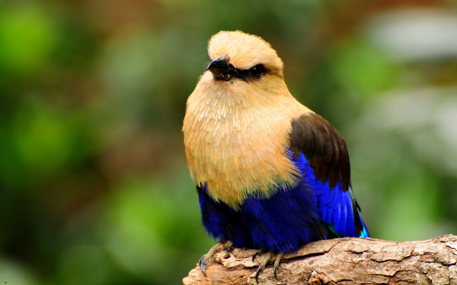 HD Wallpapers: best Most amazing and beautiful birds in ...